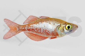 Lachsroter Regenbogenfisch (Glossolepis incisus)