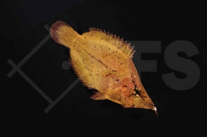 Blattfisch (Monocirrhus polyacathus)