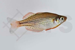 Zwergregenbogenfisch (Melanotaenia maccullochi)