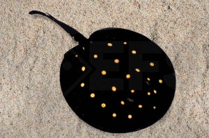 Leopoldsrochen 