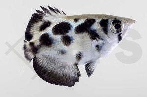 Zebra-Schützenfisch (Toxotes blythii)