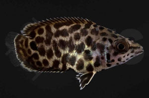 Leopard Buschfisch (Ctenopoma acutirostre)