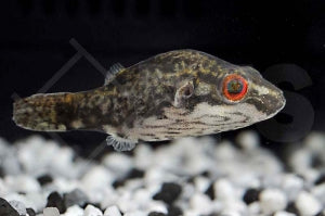 Rotaugenkugelfisch (Tetraodon lorteti)