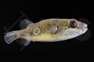 Augenfleck-Kugelfisch (Pao leiurus)
