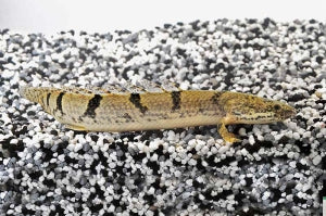 Zaire-Flösselhecht (Polypterus delhezi)