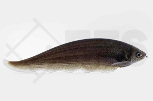 Afrikanischer Messerfisch (Xenomystus nigri)