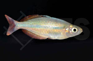 Lake Tebera-Regenbogenfisch (Melanotaenia herbertaxelrodi)