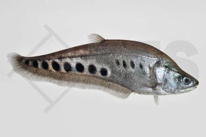 Tausenddollarfisch (Chitala ornata)