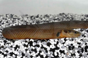 Flösselaal (Erpetoichthys calabaricus)