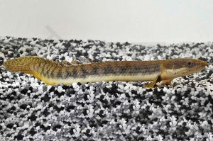 Westafrika-Flösselhecht (Polypterus retropinnis)