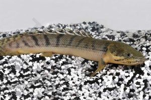 Polypterus weeksii