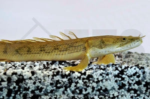 Kongo-Flösselhecht (Polypterus congicus)