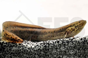 Afrikanischer Lungenfisch (Protopterus annectens)
