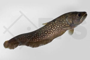Afrikanischer Fähnchenmesserfisch (Papyrocranus afer)