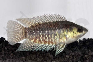 Kongobuschfisch (Microctenopoma congicum)
