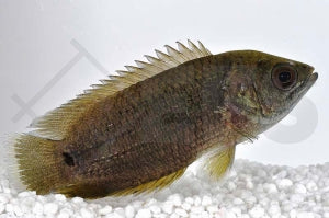 Schwanzfleck-Buschfisch (Ctenopoma kingslae)