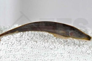 Peitschenmesseraal (Apteronotus Leptorhynchus)
