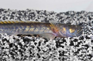 Lila Aalgrundel (Gobioides broussonnetii)
