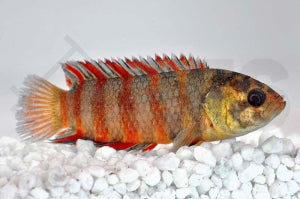 Oranger Buschfisch (Microctenopoma ansorgii)