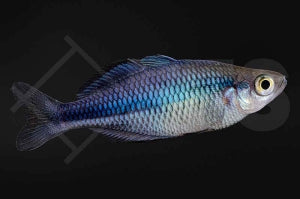 Kutubu Regenbogenfisch (Melanotaenia lacustris)