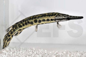Gefleckter Knochenhecht (Lepisosteus oculatus)