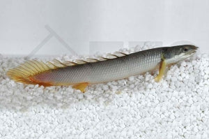 Senegal-Flösselhecht (Polypterus senegalus)