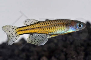 Geflecktes Blauauge (Pseudomugil gertrudae)