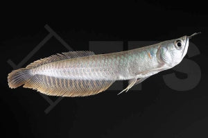 Gabelbart/Arowana (Osteoglossum bicirrhosum)