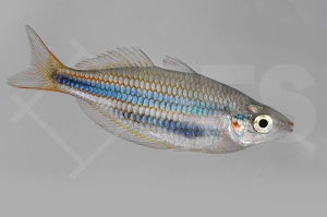 Blehers Regenbogenfisch (Chilatherina bleheri)