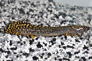 Schmuck-Flösselhecht (Polypterus ornatipinnis)