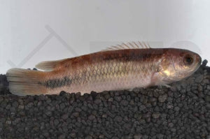 Pellegrins Buschfisch (Ctenopoma pellegrini)