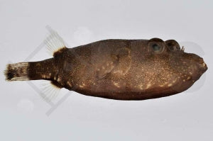 Brauner Kofferkugelfisch (Tetraodon miurus)