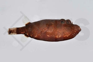 Brauner Kofferkugelfisch 