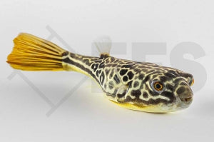 Goldringelkugelfisch (Tetraodon mbu)