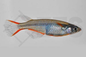 Neonreisfisch (Oryzias woworae)