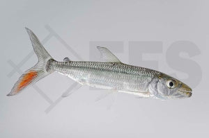 Riesen-Tigersalmler (Hydrocynus goliath)