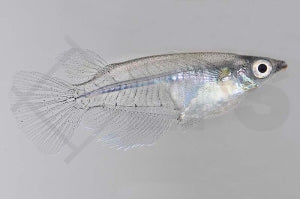 Java Reiskärpfling (Oryzias javanicus)