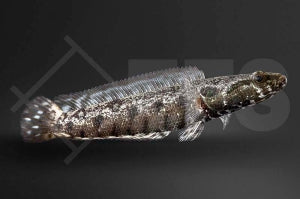 Glänzender Schlangenkopf (Channa lucius)