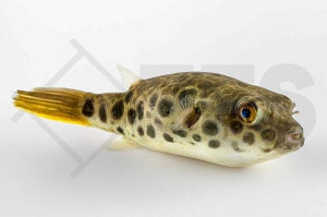 Leopardkugelfisch (Tetraodon schoutedeni)