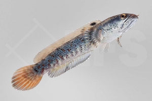 Burma Tiger-Schlangenkopf (Channa pulchra)