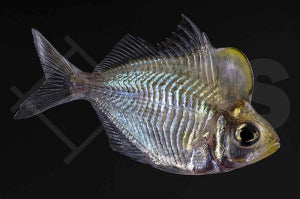 Buckelkopf-Glasbarsch (Parambassis pulchinella)