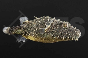 Fetzenkugelfisch (Tetraodon baileyi)