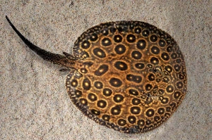 Perlenrochen (Potamotrygon jabuti pearl)