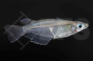 Indien-Reisfisch (Oryzias dancena)