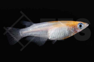 Koi-Medaka (Oryzias latipes)