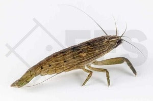 Bergbachgarnele (Atyaopsis moluccensis)