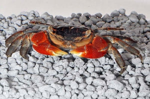 Rote Thaikrabbe (Pseudosesarma moeshi)