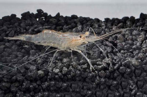Glasgarnele (Macrobrachium lanchesteri)