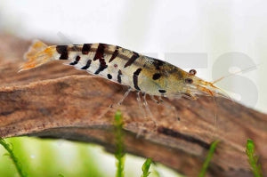 Tigergarnele (Caridina mariae)