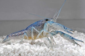Blauer Floridahummer (Procambarus alleni)